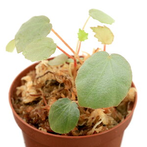 ieEjxSjAspDSumaterai1|bgjxSjA@kCEBq֗vۉ