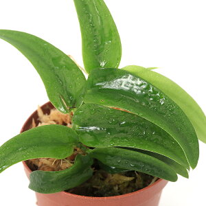 ieEjtBhtHspDGenting@Highlandsi_ji1|bgj@kCEBq֗vۉ