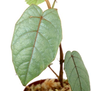 ieEjveTeXspDSabahi1|bgj@kCEBq֗vۉ