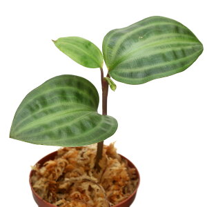 ieEjQIQiTX@E_^X@Tarapoto@Perui1|bgj@kCEBq֗vۉ