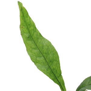 ieEj~N\EspDThailandi1|bgj@kCEBq֗vۉ