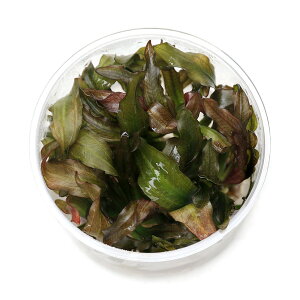 ijgD|{@GLmhX@bh_Chi_ji1Jbvj@kCEBq֗vۉ