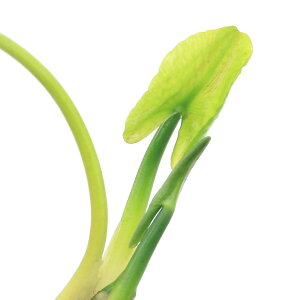 ijREzl@s3`10cmitji_ji1j