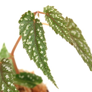 ieEjxSjA@^CjA[i@Taiwani1|bgjxSjA@kCEBq֗vۉ