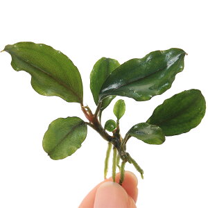 ijuZt@hspDSilver@Night@^Cv1itji1j@kCEBq֗vۉ