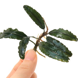 ijuZt@hspDCentipede@Sokan@Melawi@Southitji1j@kCEBq֗vۉ