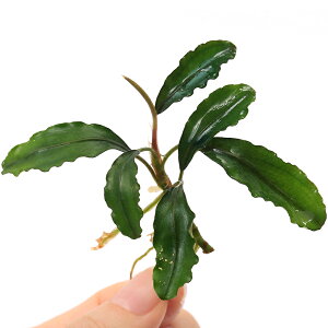 ijuZt@hspDNanga@Taman@Black@Ventiitji1j@kCEBq֗vۉ