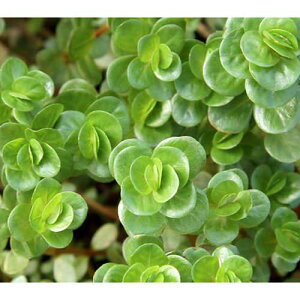 ij^@gfBtHA@sNitji_ji10{j