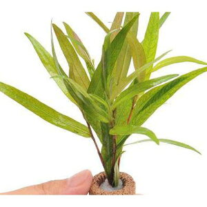 ijCt}`ij|SispDsNitji_ji2j