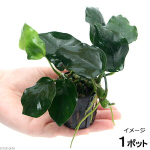 ijAkrAX@ii@VbN[ti1|bgj