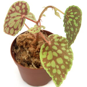 ieEjxSjA@NXeBN^i1|bgjxSjA@kCEBq֗vۉ