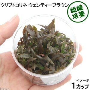 ijgD|{@NvgRl@EFeB[@uEi_ji1Jbvj@kCEBq֗vۉ