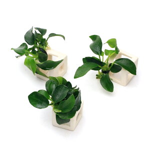 ijt̉BƃzCg@AkrAXii@v`titji1j