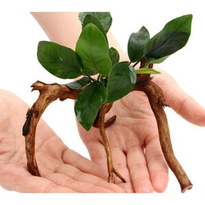 ijAkrAXii@u`A[`؁itji1{ji15cm`j