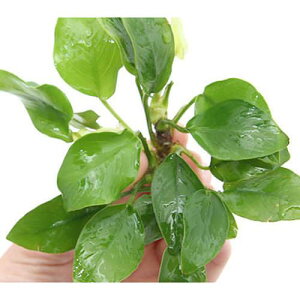 ijς݁@AkrAX@ii@S[fitji3|bgj