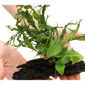 ijAkrAXii@S[f~N\E@EFfBtt@؁@SSTCYi1{ji10cmj