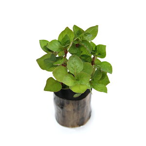 ijhEBWA@pXgX@nCfbqitjO|bgti_ji1j