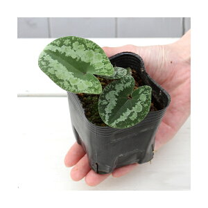 iR쑐jJAICijJgEJAICi֓j3i1|bgj