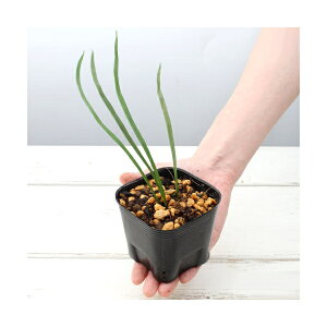 iR쑐jV_irjVViqj3i1|bgjΐN