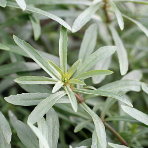 ij|SXespDINgpXitji_ji10{j