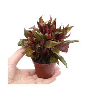 ijA@Aeie@CL[@Liitji_ji1j