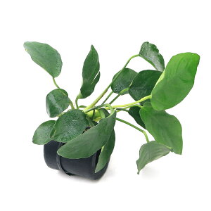 ijAkrAXii@YƓyǁ@ی^itji1j