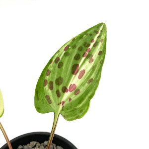 �i�����A���j�h���~�I�v�V�X�@�}�N���[�^�@������@2�`2�D5���i1���j