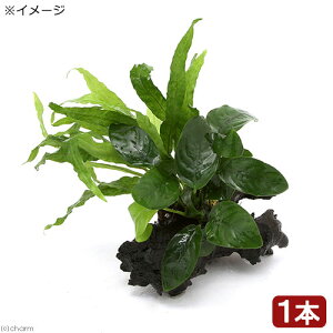 ijAkrAXii~N\E@vevXspD\tg[tt@؁@SSTCYi1{ji10cmj