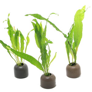 ij[ICgOiO[j~N\EspD\tg[tiC{CXji3j