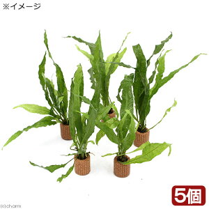 ijCt}`ij~N\EspD@\tg[tiC{CXji5j