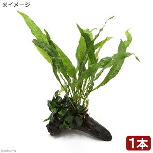(水草)アヌビアスナナ プチ&ミクロソリウム プテロプスsp.ソフトリーフ付 流木 SSサイズ(1個)(約10cm)