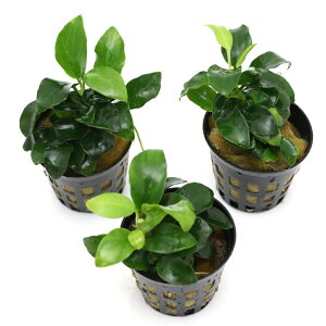 ijAkrAXii@v`itji3|bgj