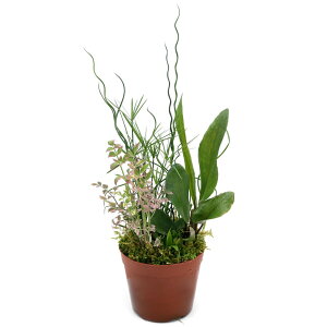 irIg[vjA@_J̉BƁ@uȒP@CX^grIg[v@VarDRPO~inCSPji񂹐Aji1j򉻁@BƁixԁj