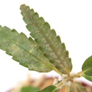 ieEjsAspDVo[^Cvi1|bgj@kCEBq֗vۉ