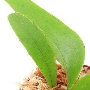 ieEjAXvjEspDSangkhlaburi@Kanchanaburi@Thailandi1|bgj@kCEBq֗vۉ