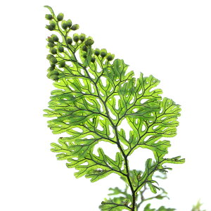 ieEjz\oRPVmui_ji1pbNj@kCEBq֗vۉ