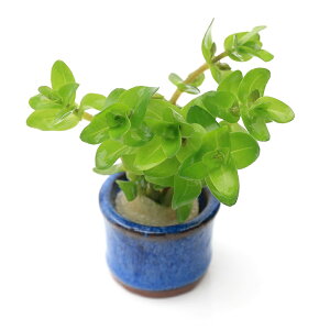 ij@EH[^[oRpitji_ji1j