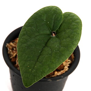 iR쑐jJAICijGN{TCViΌEאhj4i1|bgj