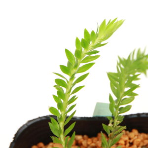 iR쑐jV_irjiJNisj@pYi1|bgjΐN