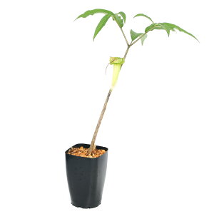 iR쑐jeiVEiV쐯jcNV}VOTi}坑jMTCY@1@3i1|bgjixԁj