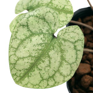 iR쑐jJAICijtnqJAICiPj3i1|bgj