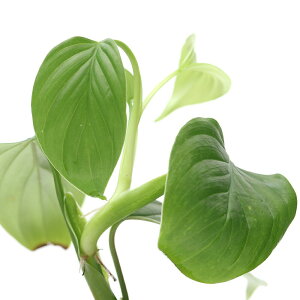 ieEjtBfhspDIquitos@Peru@^Cv2i1|bgj@kCEBq֗vۉ