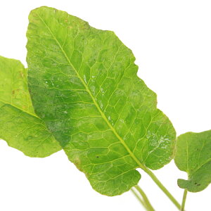 ieEjZveXspDHong@Kongi1|bgj@kCEBq֗vۉ