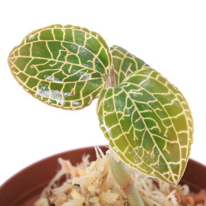 ieEjAlNgLX@NXoM[×AlNgLXcvDENCii1|bgj@kCEBq֗vۉ