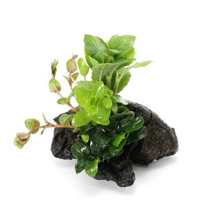 ij؁@U@{TC@VerDAkrAX@iiv`@SSTCYitji1{ji10cmj