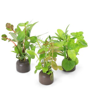 ij[ICgOiO[j񂹐A~bNXitji_ji5j