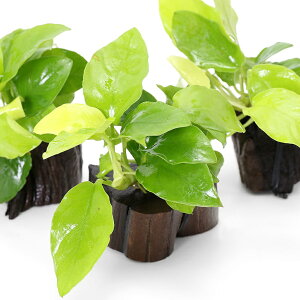 ijAkrAXii@S[f@؂芔؁@~jTCYitji3j