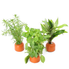 （水草）置くだけ簡単　ゼオライトリング（オレンジ）おまかせ水草3種（水上葉）（無農薬）（計3個）