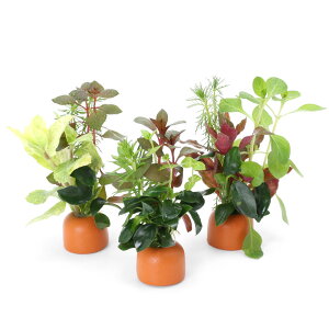 ij[ICgOiIWj񂹐A~bNX@VerDNX}XJ[itji3j