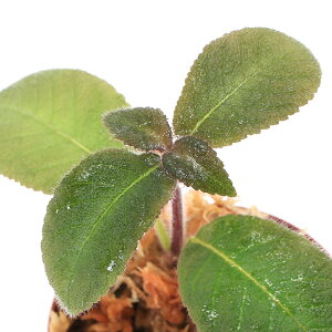 ieEjL^hspDSabah|6i1|bgj@kCEBq֗vۉ